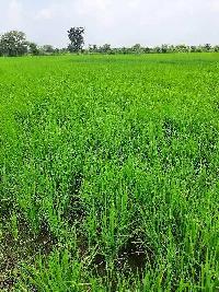  Agricultural Land for Sale in Bhandara Road, Nagpur