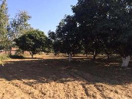  Agricultural Land for Sale in Chakrata Road, Dehradun