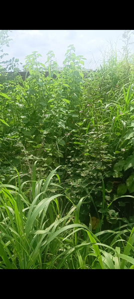  Residential Plot 4356 Sq.ft. for Sale in Kathal More, Ranchi