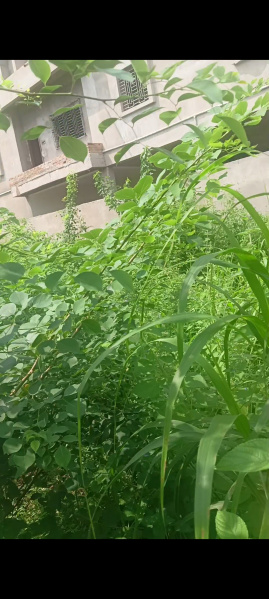  Residential Plot 4356 Sq.ft. for Sale in Kathal More, Ranchi