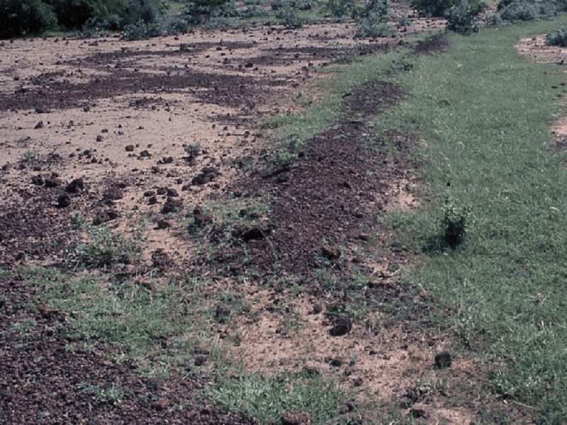  Agricultural Land 20 Acre for Sale in Repalle, Guntur