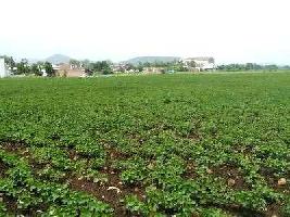  Agricultural Land for Sale in Sharad Colony, Shajapur
