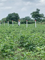 Agricultural Land for Sale in Banjara Hills, Hyderabad