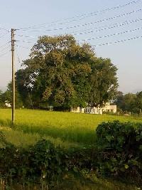  Agricultural Land for Sale in Raiwala, Haridwar
