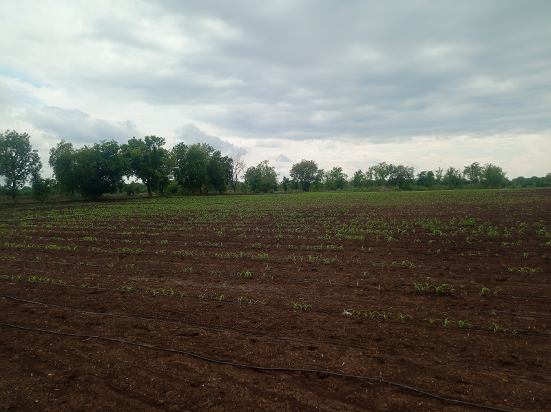  Agricultural Land 11 Bigha for Sale in Yawal, Jalgaon