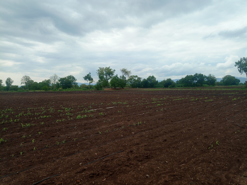  Agricultural Land 11 Bigha for Sale in Yawal, Jalgaon