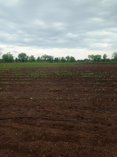  Agricultural Land 11 Bigha for Sale in Yawal, Jalgaon