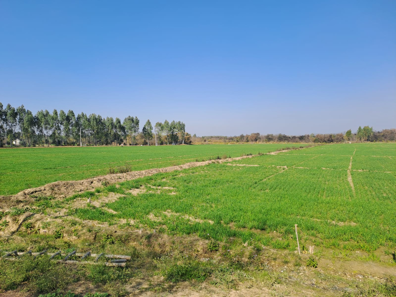  37000 Sq.ft. Agricultural/Farm Land for Sale in Mangaldham Colony, Amravati