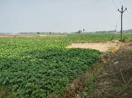  Agricultural Land for Sale in Guskara, Bardhaman