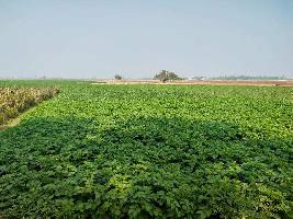 12 Bigha Agricultural Land for Sale in Chinsurah, Hooghly