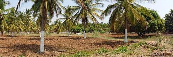  Agricultural Land for Sale in Arsikere, Hassan