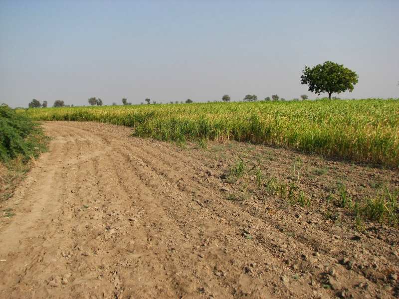 Agricultural Land 100 Acre for Sale in Kevadiya, Narmada