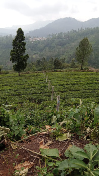  Agricultural Land for Sale in Kotagiri, Ooty
