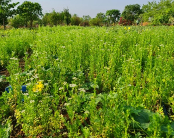  Agricultural Land for Sale in Parwaliya Sadak, Bhopal