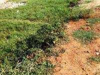 Residential Plot for Sale in Hoshangabad Road, Bhopal