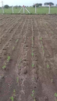  Agricultural Land for Sale in Pithampur, Dhar
