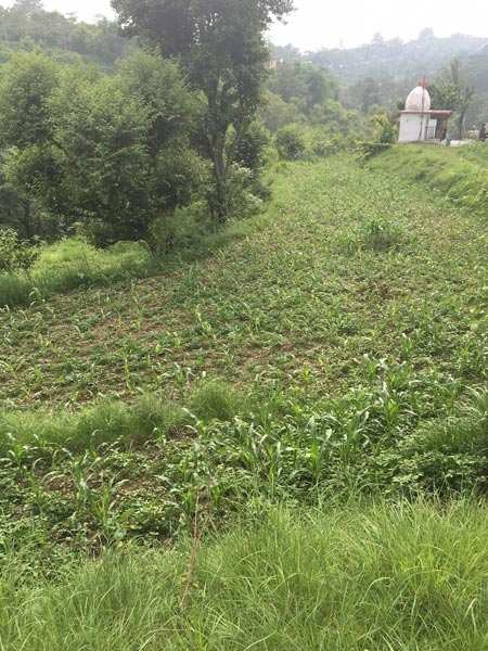 Agricultural Land 80 Marla for Sale in Bhoranj, Hamirpur