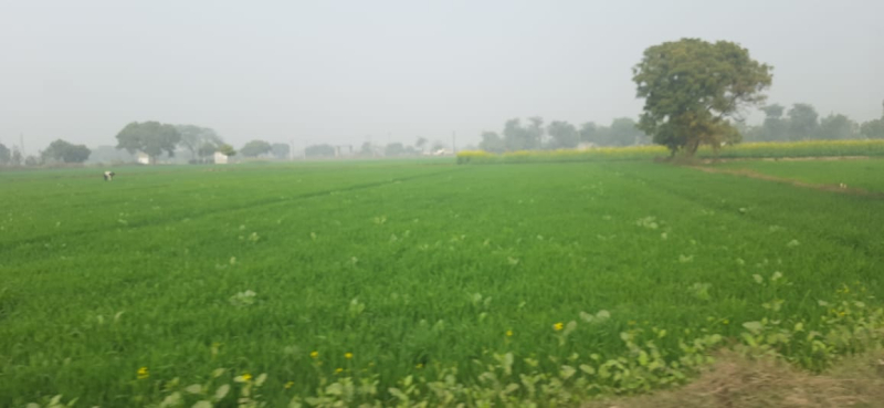 Agricultural Land 2 Bigha for Sale in Dhaulana, Ghaziabad