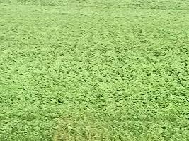  Agricultural Land for Sale in Dhaulana, Ghaziabad