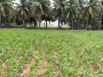 Agricultural Land for Sale in Kalapatti, Coimbatore