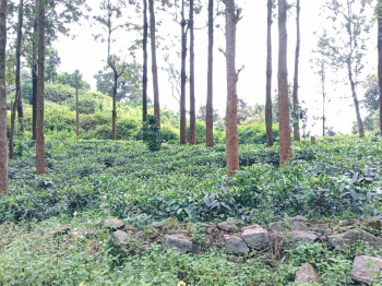 Agricultural Land for Sale in Kotagiri, Ooty