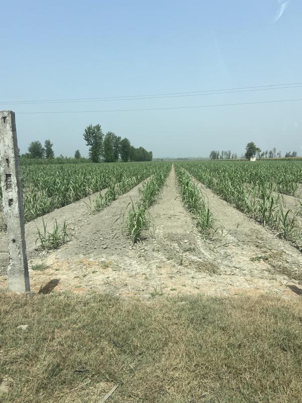  Warehouse 12 Acre for Sale in Aminagar Urf Bhurbaral, Meerut