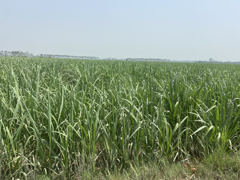  Agricultural Land 50000 Sq. Yards for Sale in Garh Road, Meerut