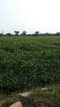  Agricultural Land for Sale in Barundhan, Bundi