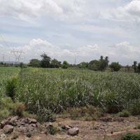  Agricultural Land for Sale in Kunjirwadi, Pune