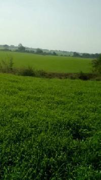  Agricultural Land for Sale in Noorwala, Panipat