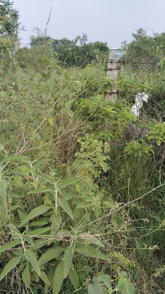  Commercial Land 4800 Sq.ft. for Rent in Saravanampatti, Coimbatore