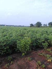  Agricultural Land for Sale in Seloo, Wardha