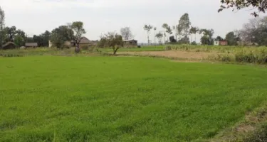  Agricultural Land for Sale in Dholera, Ahmedabad