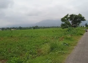  Agricultural Land for Sale in Sumerpur Pali