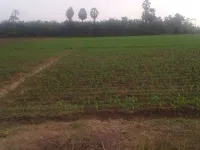  Agricultural Land for Sale in Tanuku, West Godavari