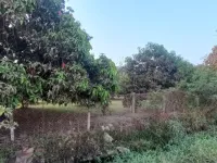  Agricultural Land for Sale in Vankal, Valsad