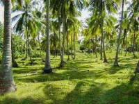  Agricultural Land for Sale in Gobichettipalayam, Erode