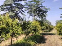  Agricultural Land for Sale in Arvi, Wardha