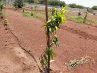  Agricultural Land for Sale in Chevella Mandla, Hyderabad