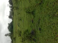 Residential Plot for Sale in Lohegaon, Pune