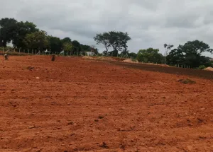 43560 Sq.ft. Agricultural/Farm Land for Sale in Denkanikottai, Krishnagiri