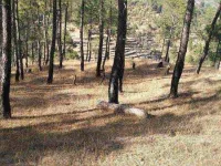  Residential Plot for Sale in Ranikhet, Almora