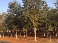  Commercial Land for Sale in Yerpadu, Chittoor