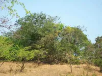  Agricultural Land for Sale in Chiplun, Ratnagiri