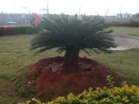 Residential Plot for Sale in Sarjapur Road, Bangalore