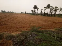  Agricultural Land for Sale in Kariapatti, Madurai