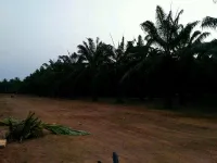  Agricultural Land for Sale in Jaggampeta, Kakinada