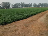 Agricultural Land for Sale in Doraha, Ludhiana