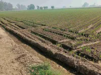 Agricultural Land for Sale in Jagraon, Ludhiana