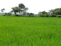  Agricultural Land for Sale in Samrala, Ludhiana